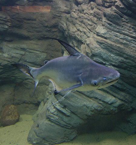 Tiburón de Paroon