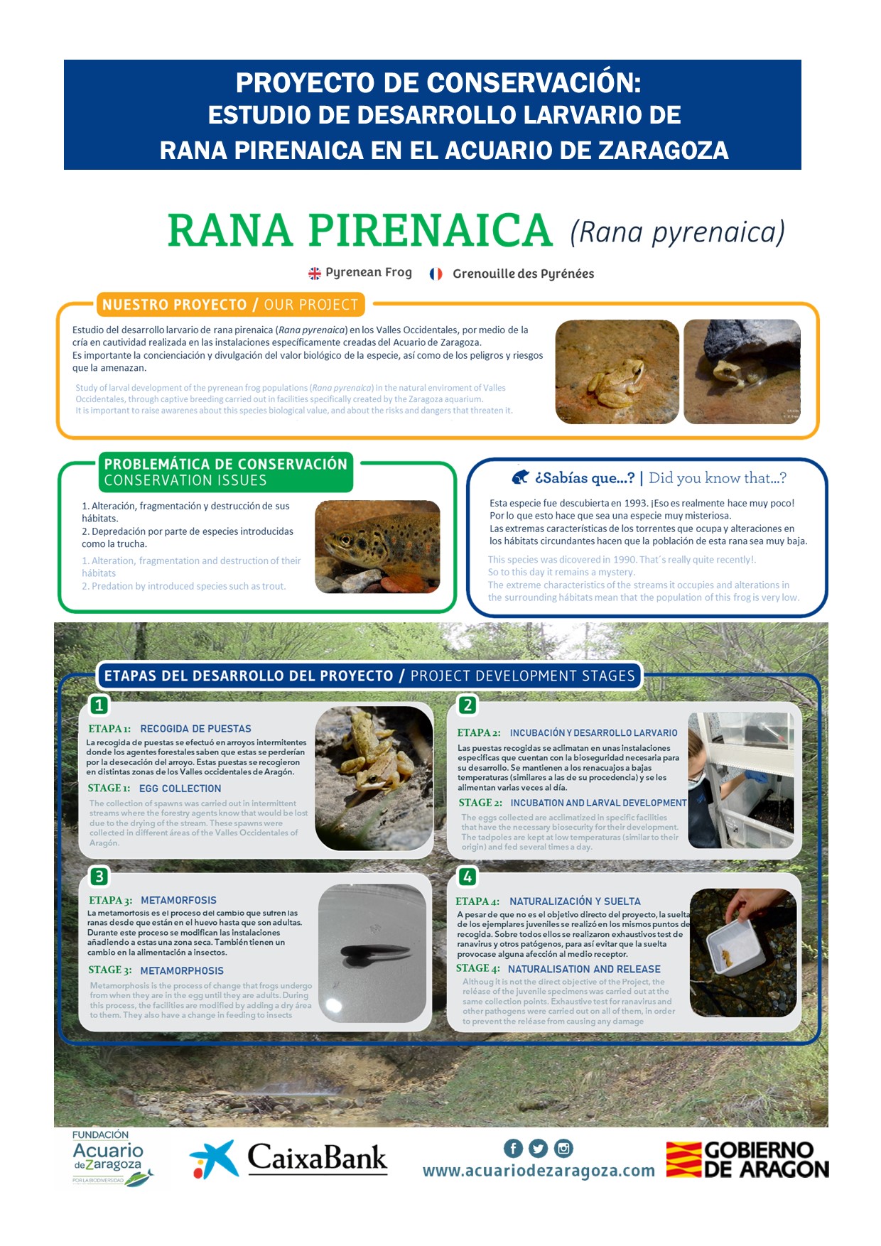 Proyecto de Conservacion Rana pyrenaica Fundación Acuario de Zaragoza por la Biodiversidad