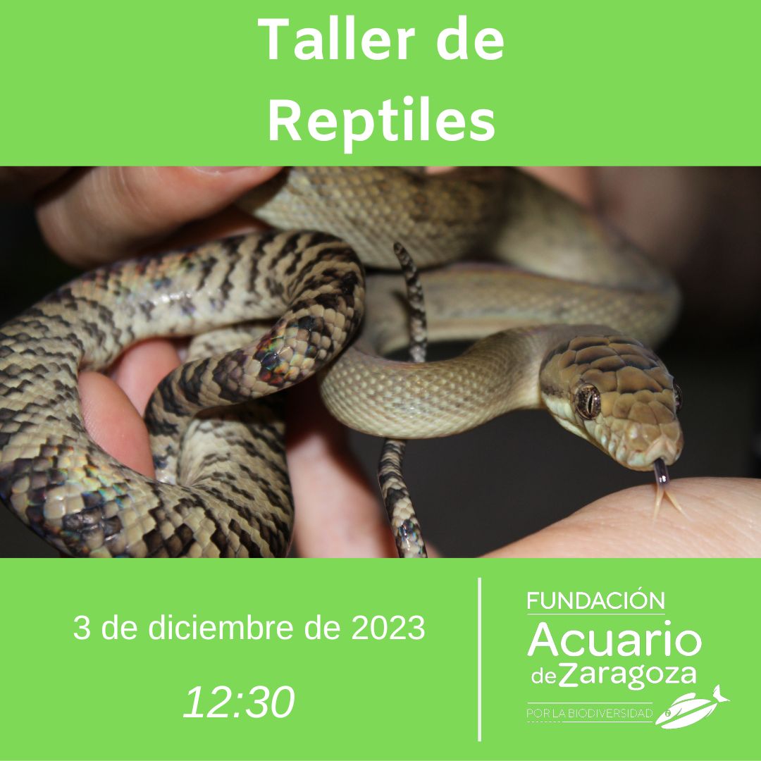 Taller reptiles 3 diciembre Fundación Acuario de Zaragoza por la Biodiversidad 