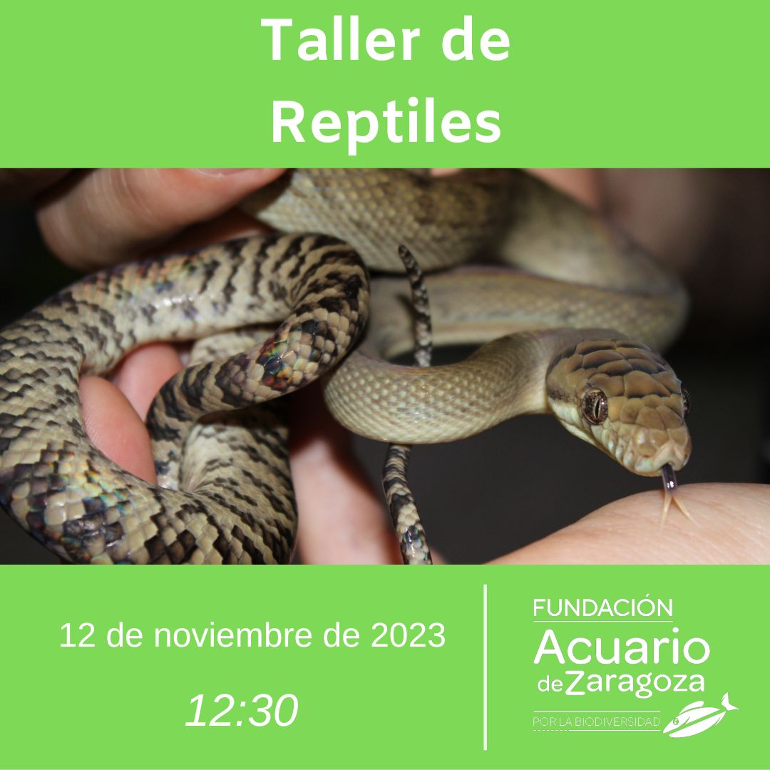 Taller reptiles Fundación Acuario de Zaragoza por la Biodiversidad 12 noviembre 2023