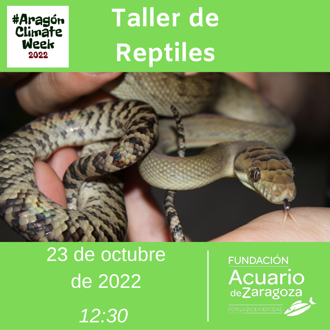 Taller reptiles octubre 2022
