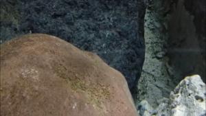 PUESTA DEL CÍCLIDO AFRICANO Heterochromis multidens