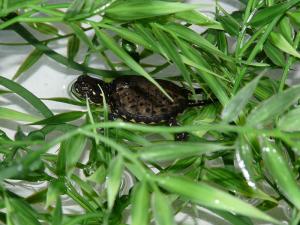 Nacimiento de 10 tortugas de galápago europeo (Emys orbicularis) en el Acuario de Zaragoza