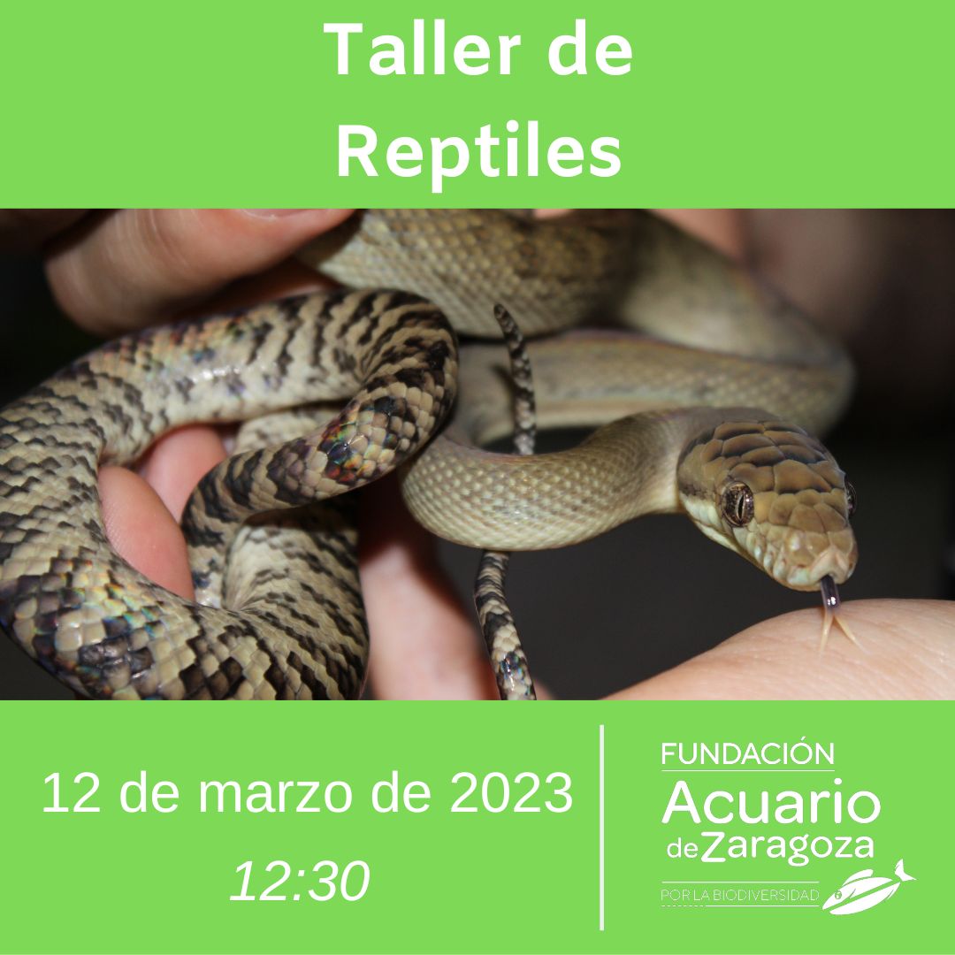 Taller reptiles 12 marzo Fundación Acuario de Zaragoza por la Biodiversidad 