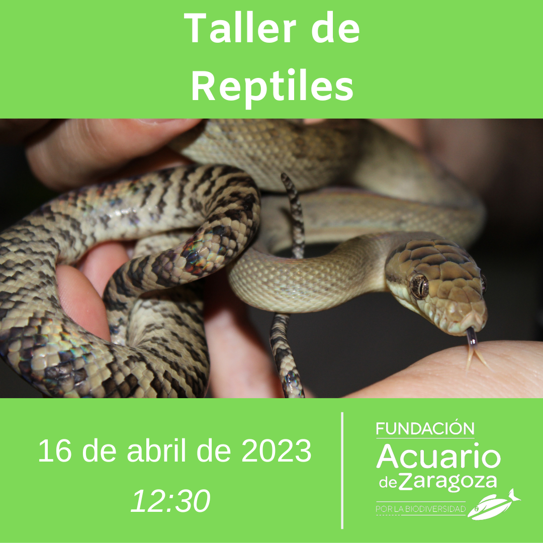 Taller reptiles 16 abril Fundación Acuario de Zaragoza por la Biodversidad