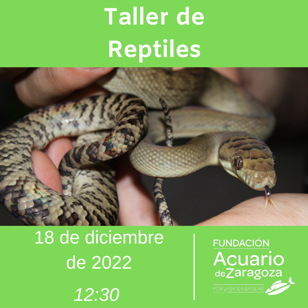 Taller Reptiles diciembre