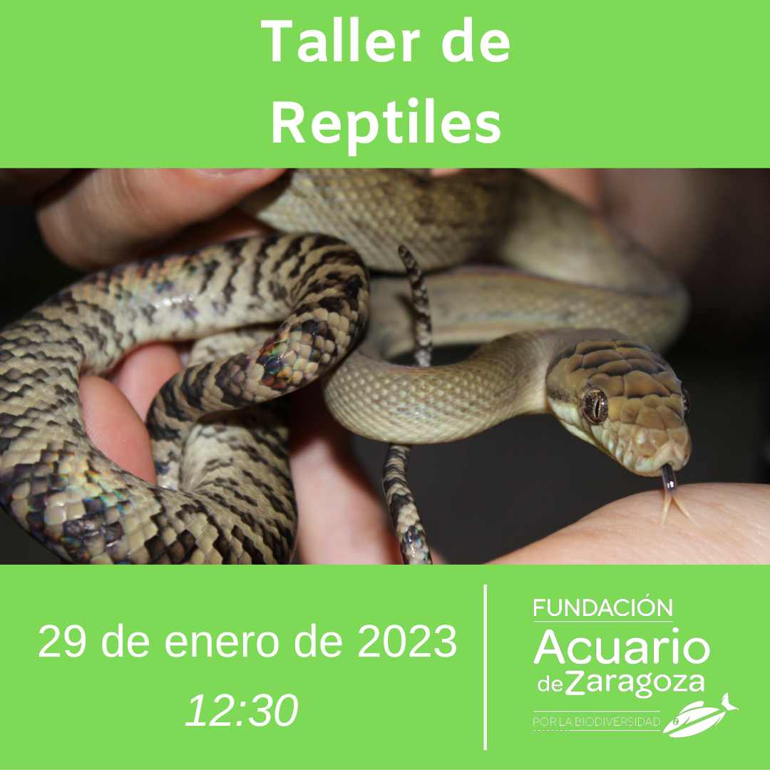 Taller Reptiles 29 enero Fundación Acuario de Zaragoza 